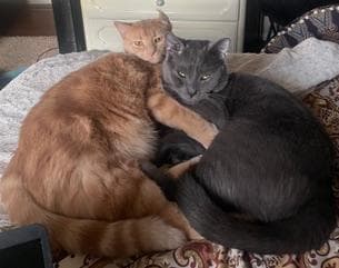 Remi And Sheldon - Domestic Short Hair