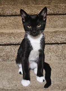 Kitten Marvelous Marvin - Tuxedo