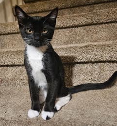 Kitten Marvelous Marvin image 3