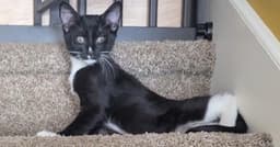 Kitten Buddy image 1