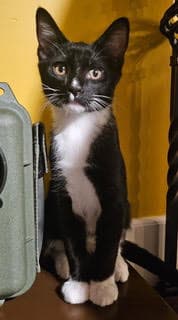 Kitten Buddy image 2