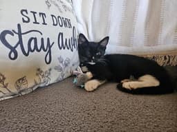 Kitten Buddy image 3