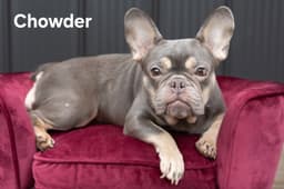 Chowder Girl image 1