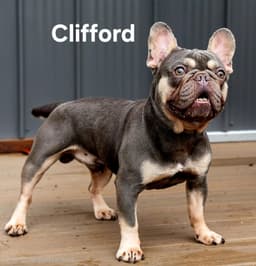 Clifford image 1