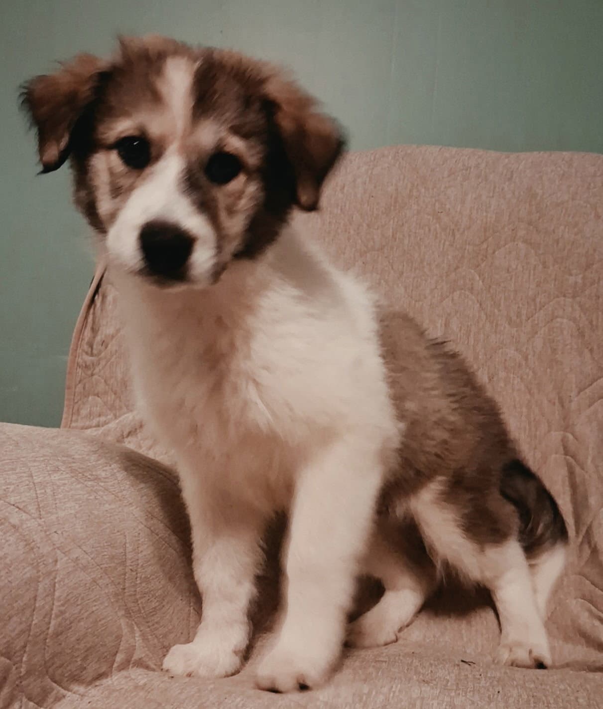 Puppy Rumi - Great Pyrenees