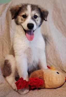 Puppy Rumi image 2