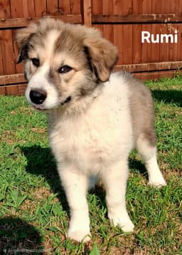 Puppy Rumi image 3