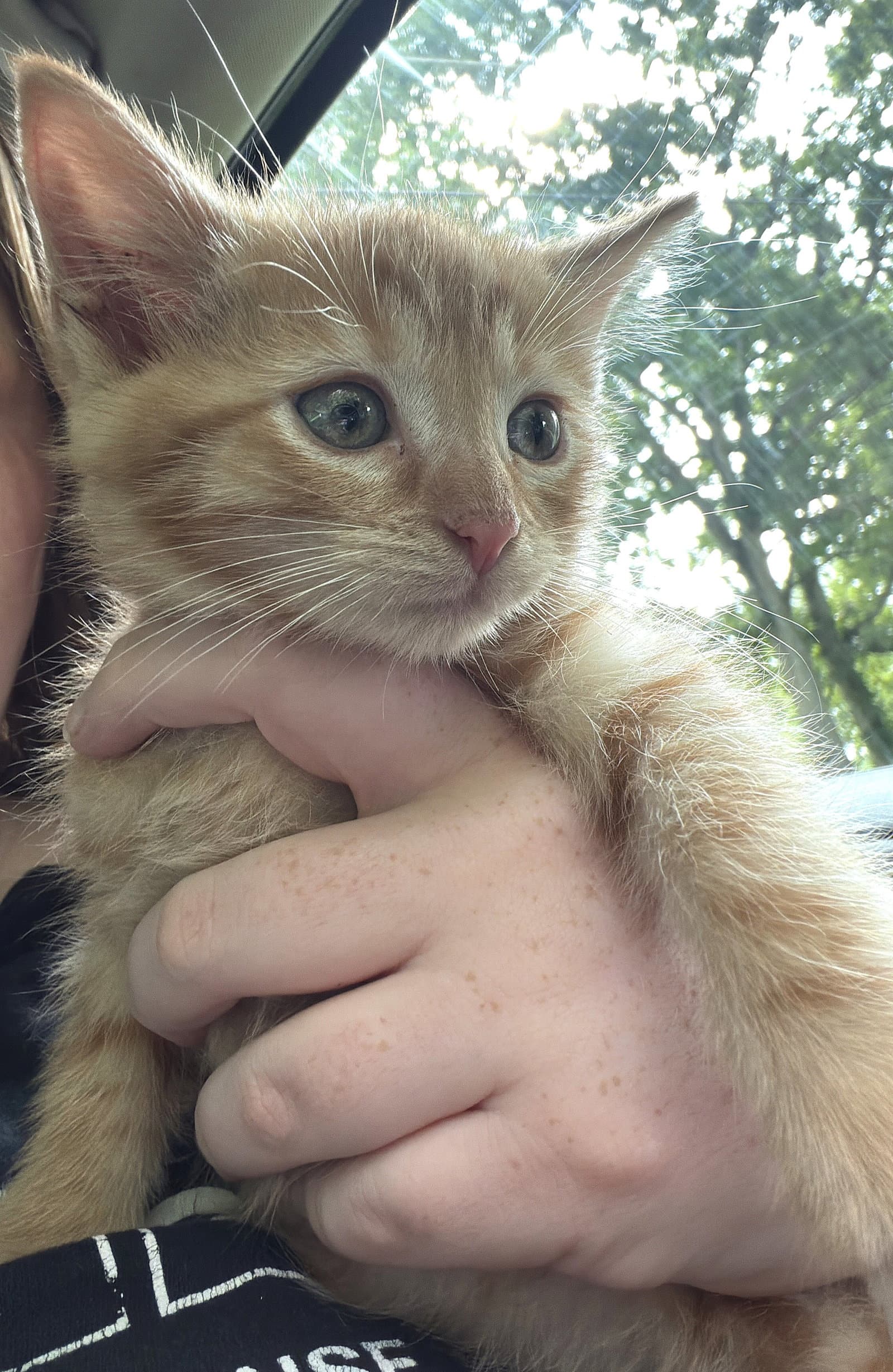Kitten Tom - Tabby