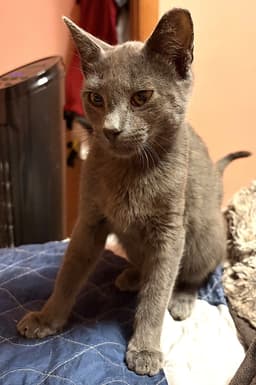Kitten Knox image 1