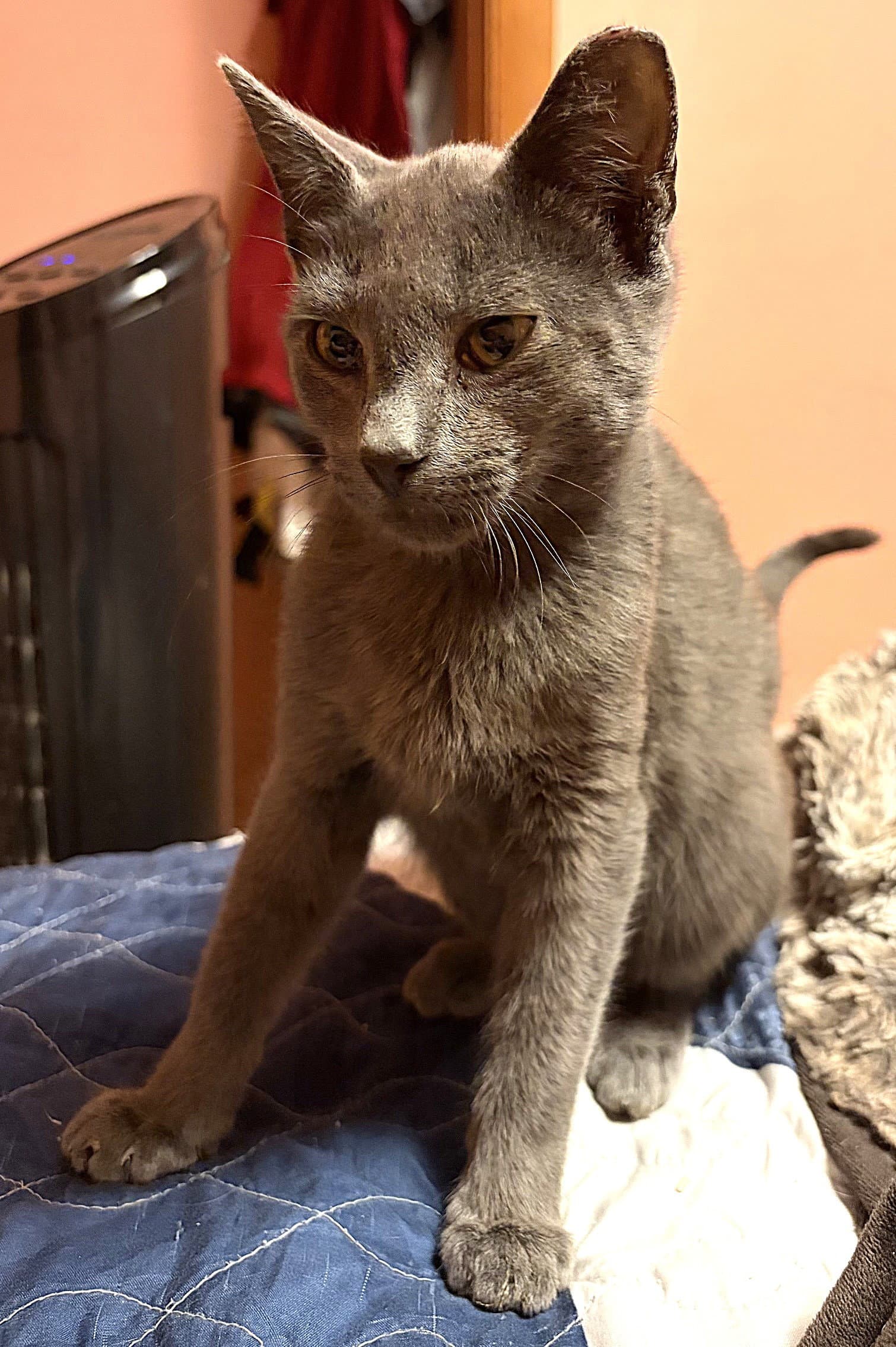 Kitten Knox - Domestic Short Hair