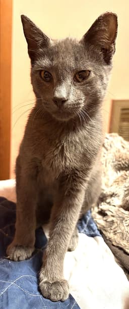 Kitten Knox image 2