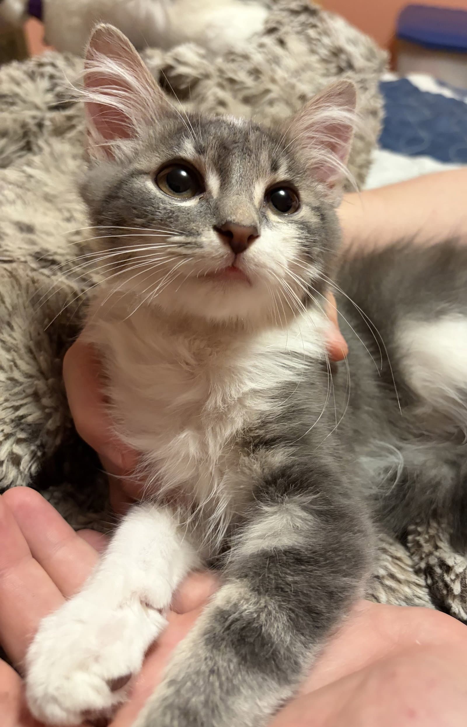 Kitten Arthur - Domestic Medium Hair