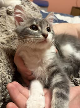Kitten Arthur image 2