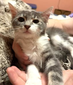 Kitten Arthur image 3