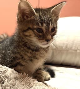 Kitten Jumping Jasper image 1