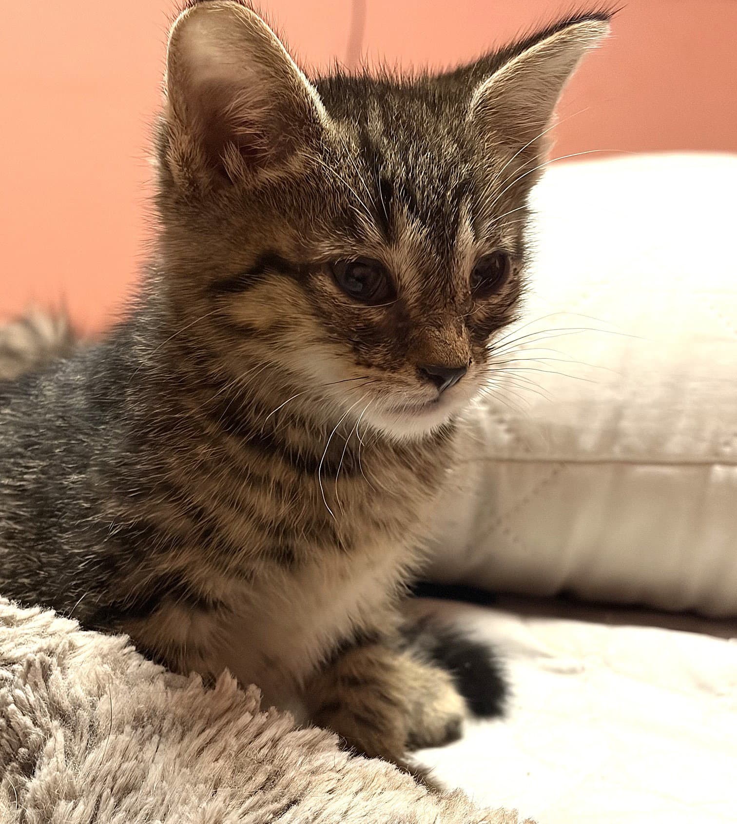 Kitten Jumping Jasper - Tabby