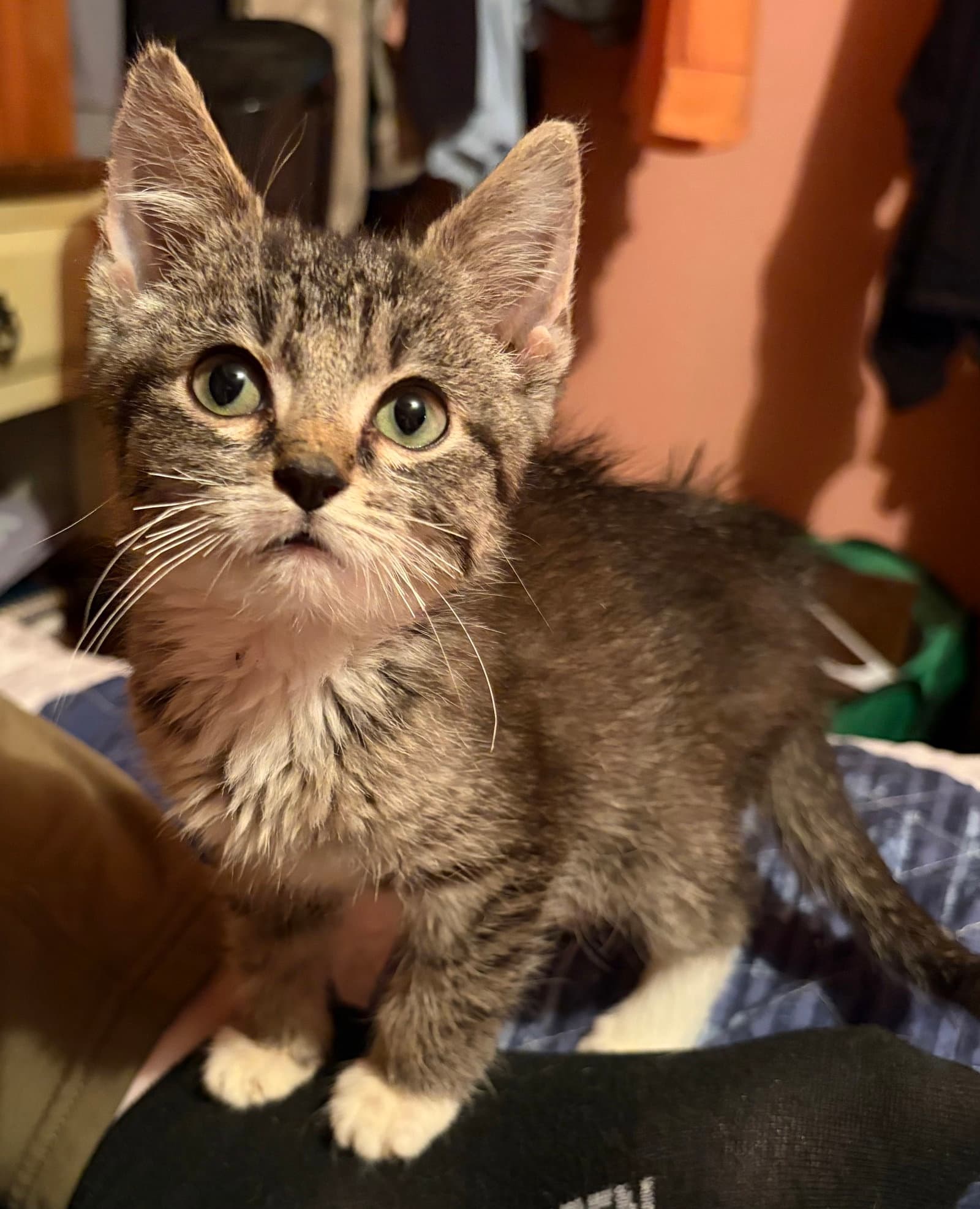 Kitten Jinu - Tabby