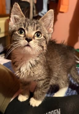 Kitten Jinu image 2