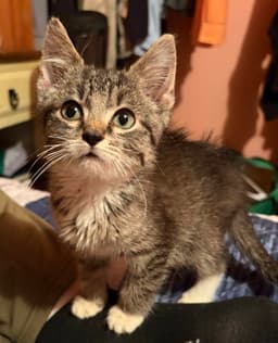 Kitten Jinu image 3