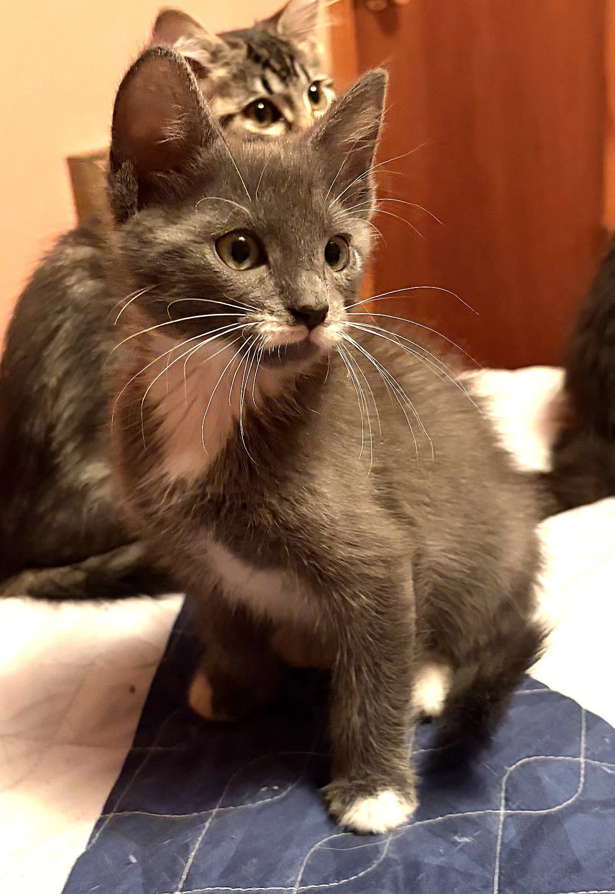Kitten Shifu - Domestic Medium Hair