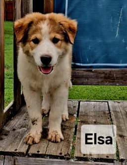 Puppy Elsa image 2
