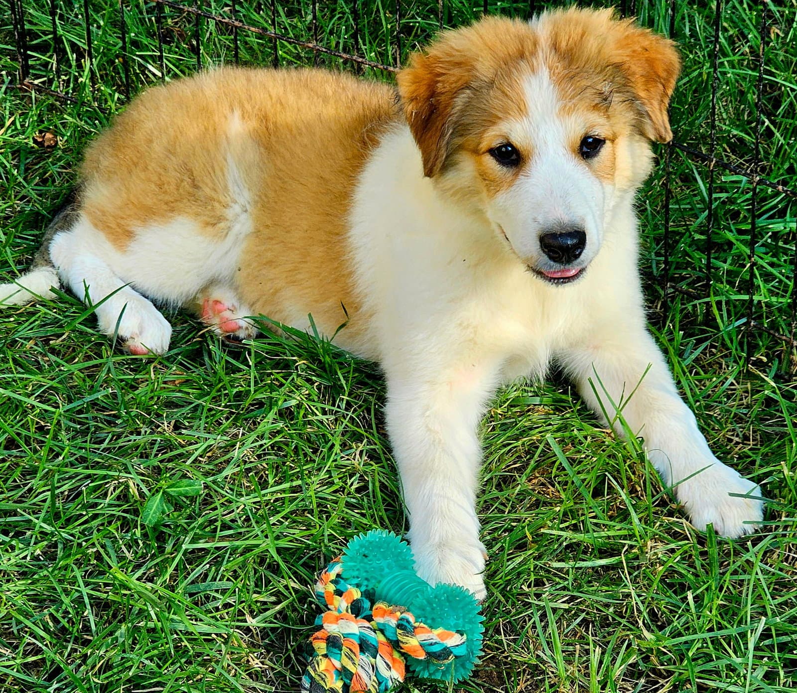 Puppy Elsa - Great Pyrenees