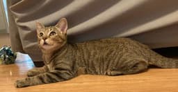 Kitten Sierra image 3