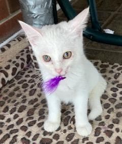 Kitten Lucia - Domestic Short Hair