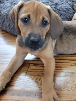 Puppy Harper image 1