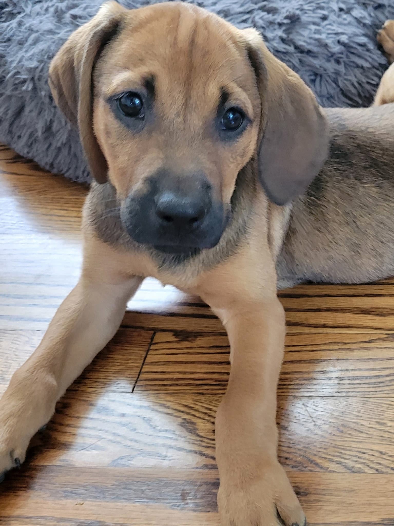Puppy Harper - Hound