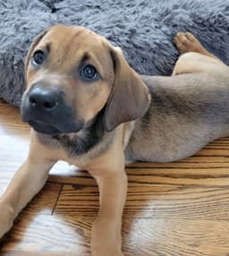 Puppy Harper image 2