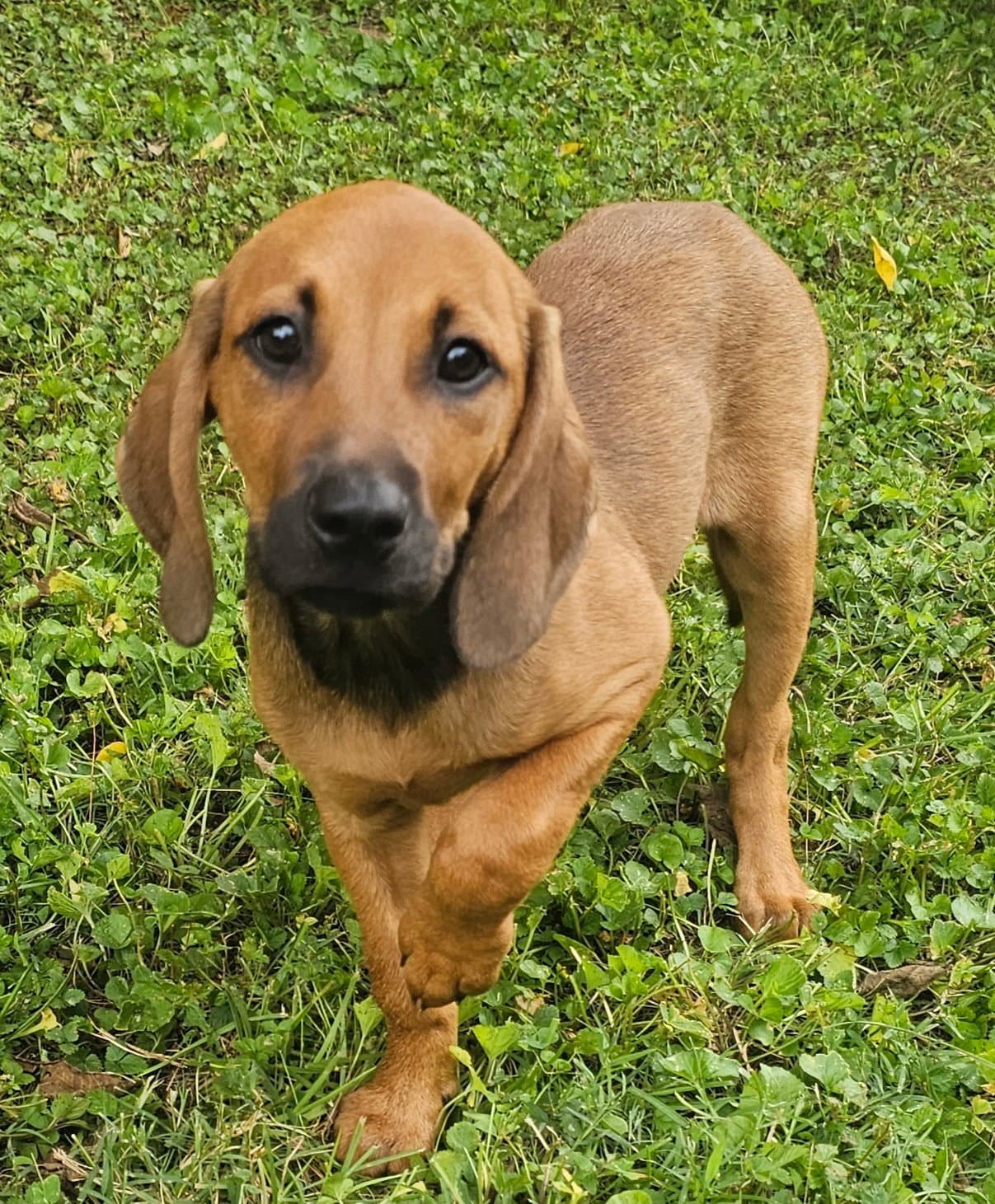 Puppy Harper - Hound