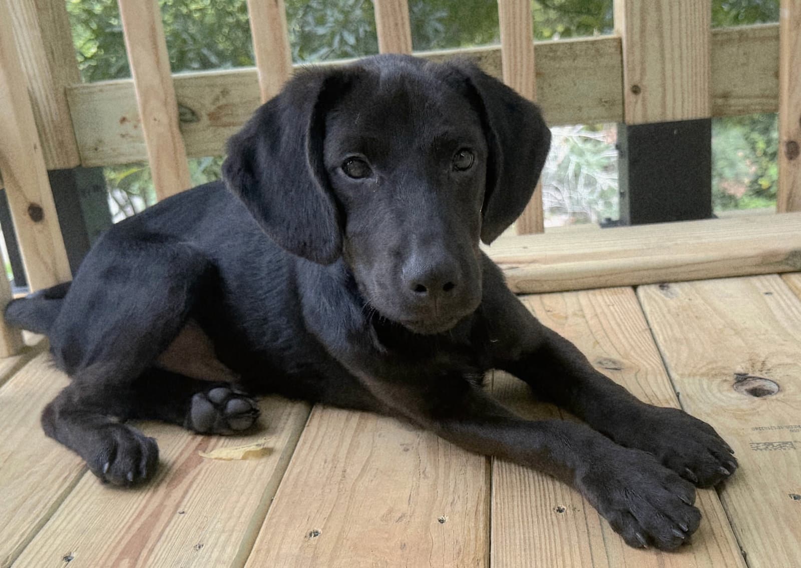 Puppy Blackmon - Labrador Retriever