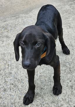 Puppy Blackmon image 2