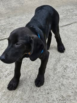Puppy Blackmon image 3