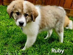 Ruby image 1