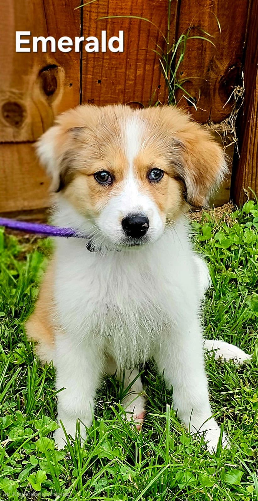 Emerald - Great Pyrenees
