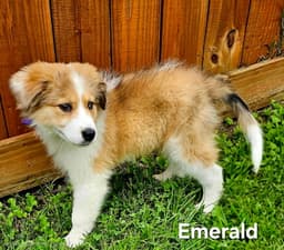 Emerald image 2