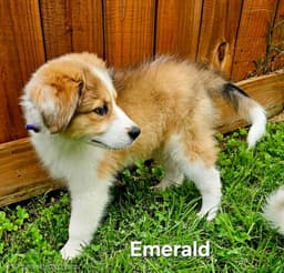 Emerald image 3