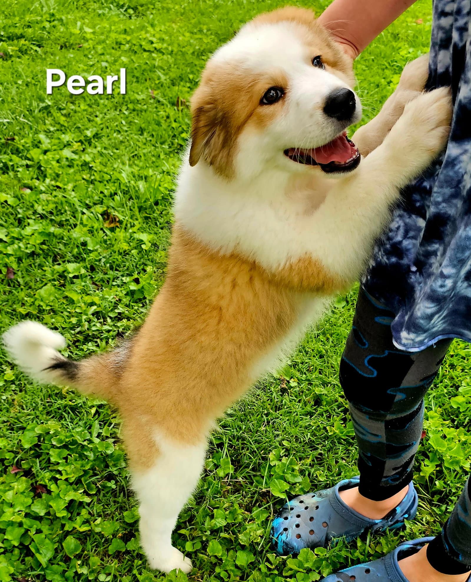 Pearl - Great Pyrenees