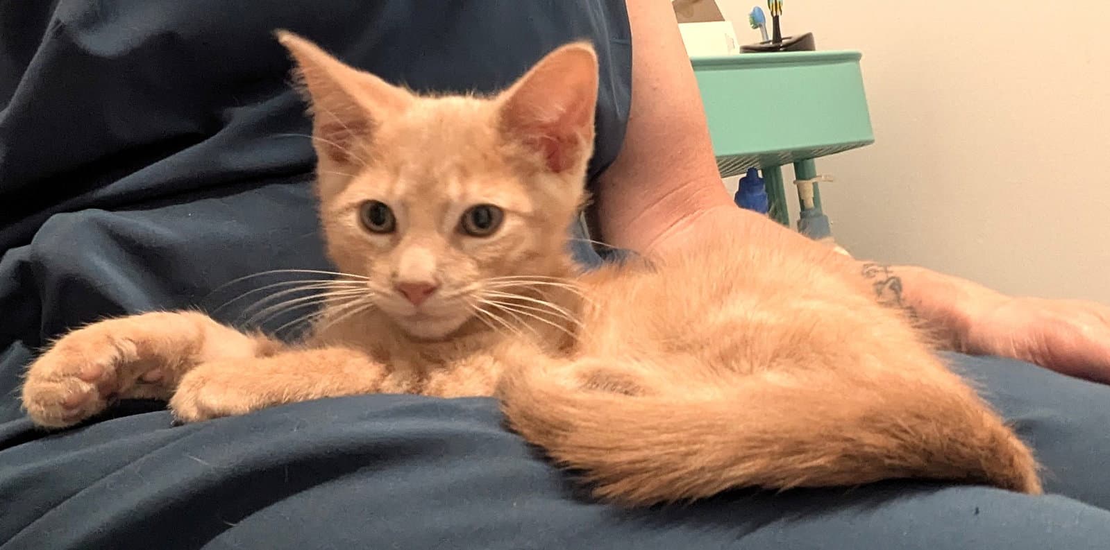 Kitten Bamboo - Tabby