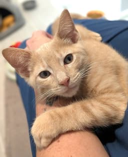Kitten Bamboo image 2