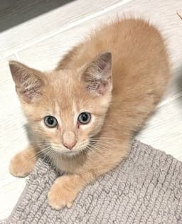 Kitten Bamboo image 3