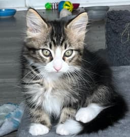 Kitten Fluffy Frittata image 1