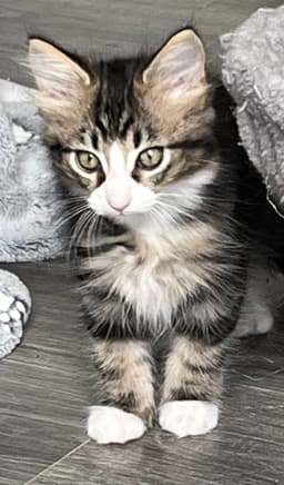 Kitten Fluffy Frittata image 2