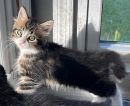 Kitten Fluffy Frittata image 3