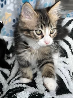 Kitten Fluffy Frittata image 4