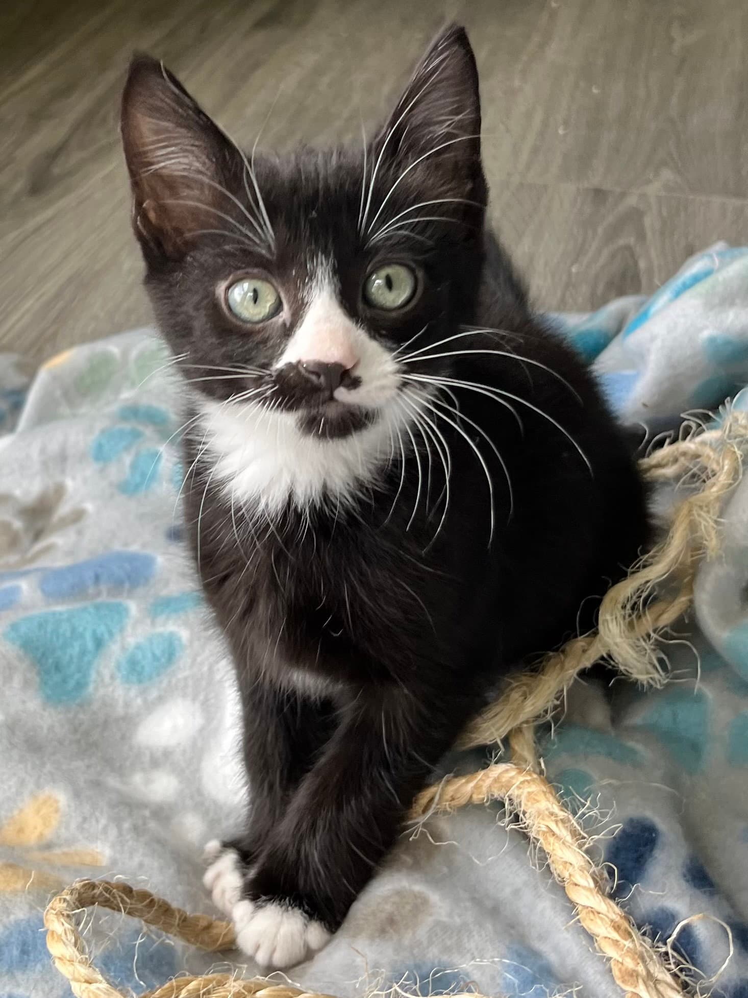 Kitten Mr Pringles - Tuxedo