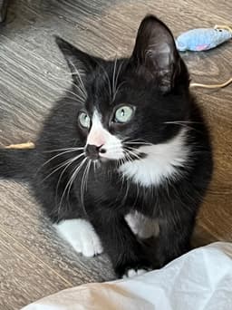 Kitten Mr Pringles image 2