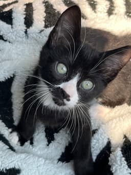 Kitten Mr Pringles image 3